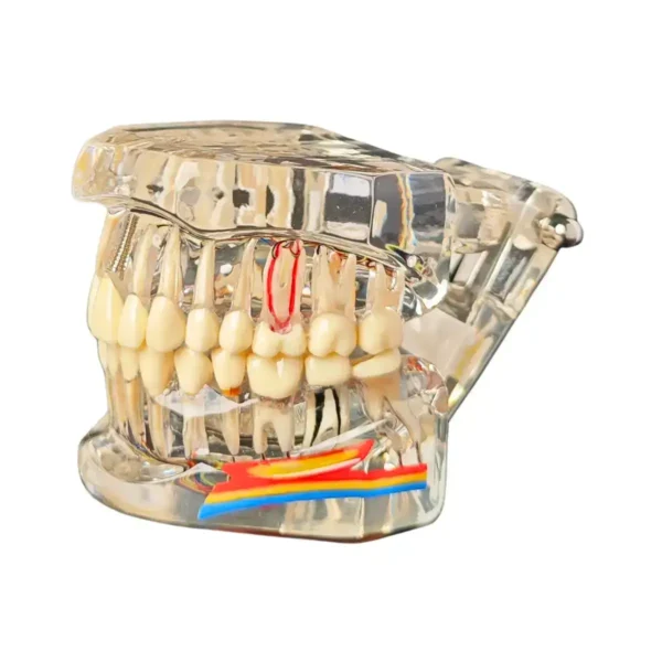 Evodent All in One with Nerve Supply, Clear