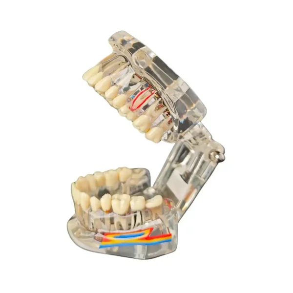 Evodent All in One with Nerve Supply, Clear