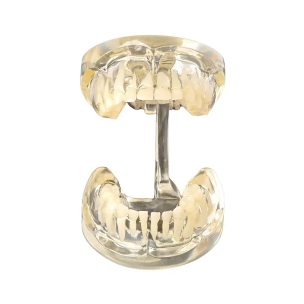 Evodent Deciduous Teeth Model, Clear
