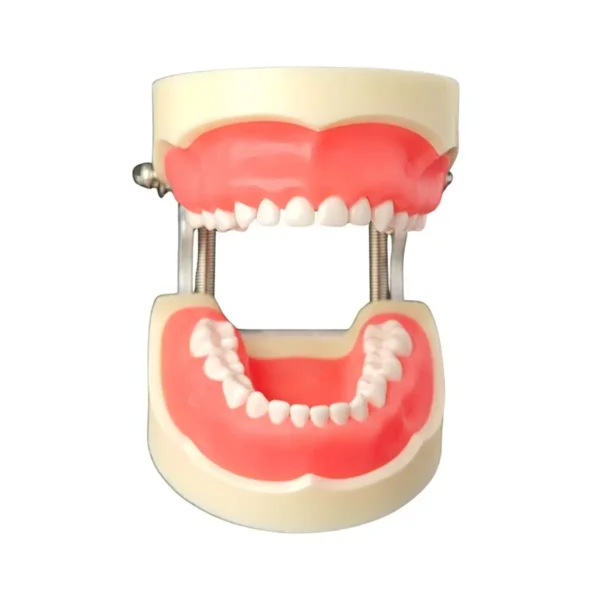 Evodent Deciduous With Articulator