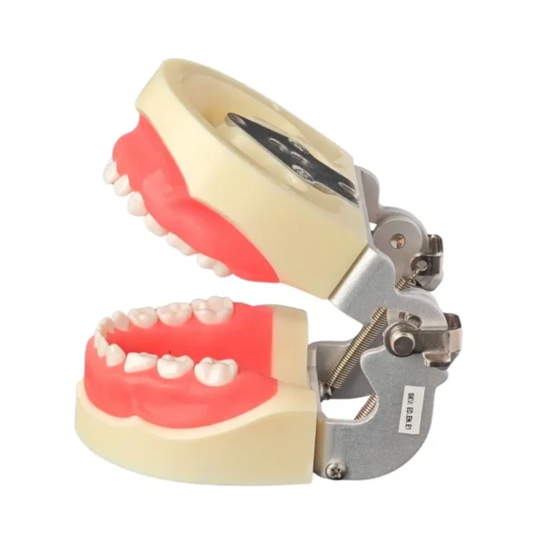 Evodent Deciduous Model With Articulator