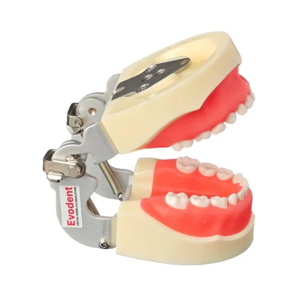 Evodent Deciduous Model With Articulator