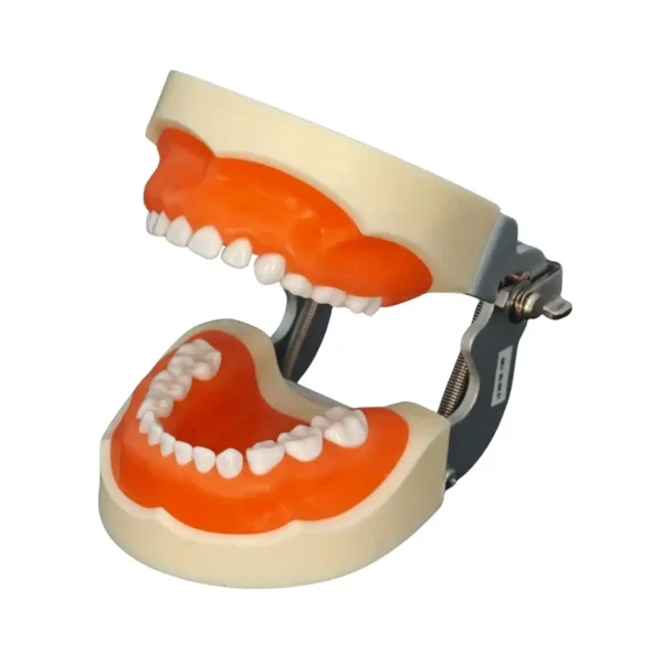 Evodent Deciduous Model With Articulator