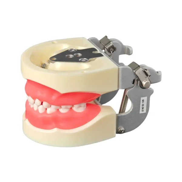 Evodent Deciduous Model With Articulator