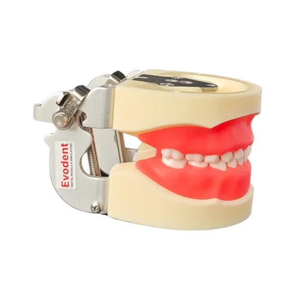 Evodent Deciduous Model With Articulator