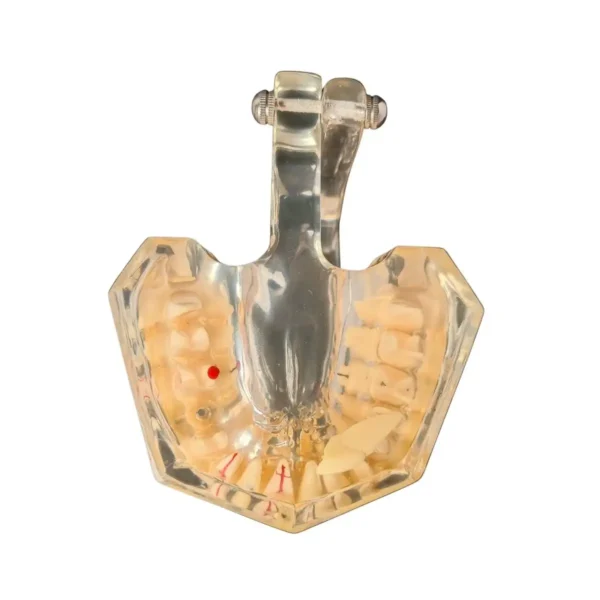 Evodent Enlarged Pathology Model, Clear