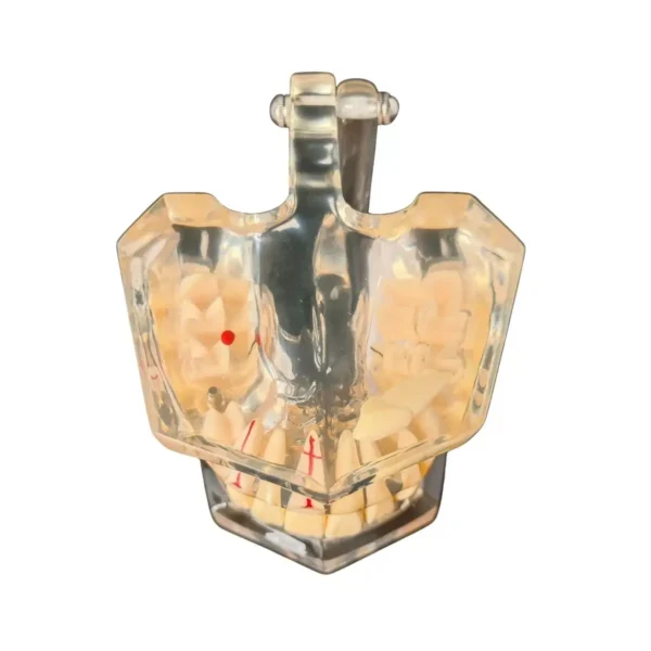 Evodent Enlarged Pathology Model, Clear