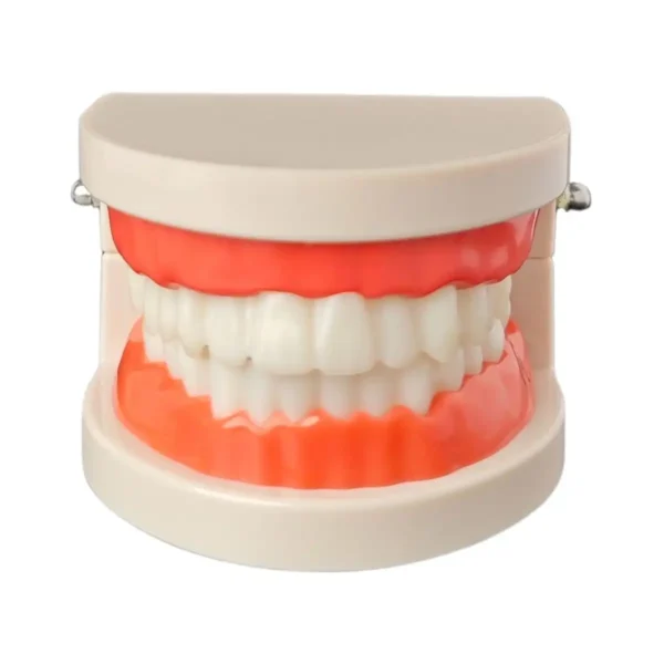 Evodent Ideal Dental Model