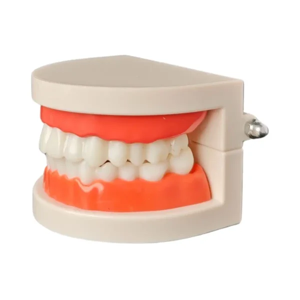 Evodent Ideal Dental Model