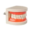 Evodent Ideal Dental Model
