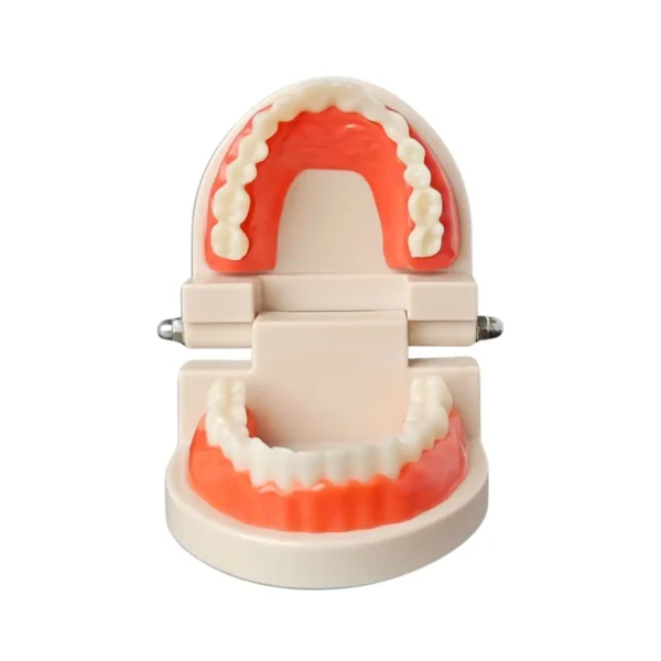 Evodent Ideal Dental Model