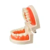Evodent Ideal Dental Model