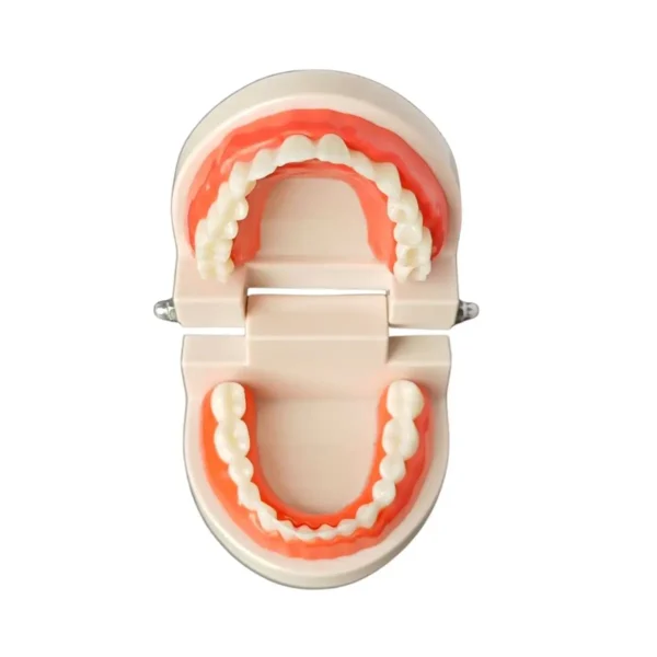 Evodent Ideal Dental Model