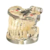 Evodent Mixed Dentition Model Without Caries, Clear