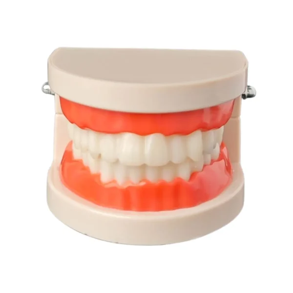 Evodent Model with Caries