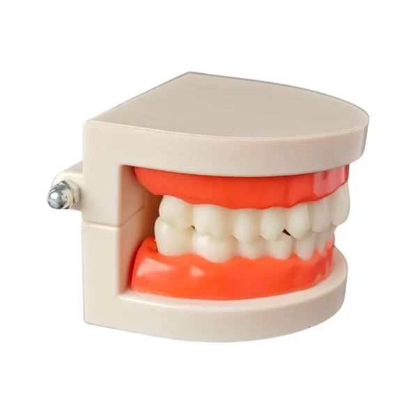 Evodent Model With Caries
