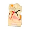 Evodent Periodontal Disease Model With Tooth Cross Section