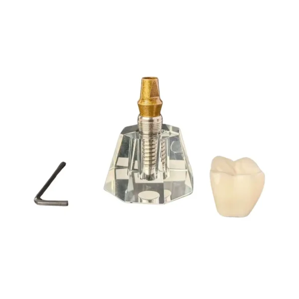 Evodent Three Part Implant Model With Clear Base