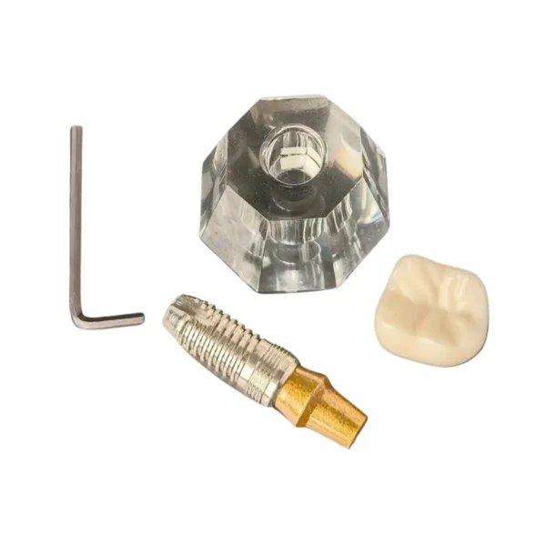 Evodent Three Part Implant Model With Clear Base