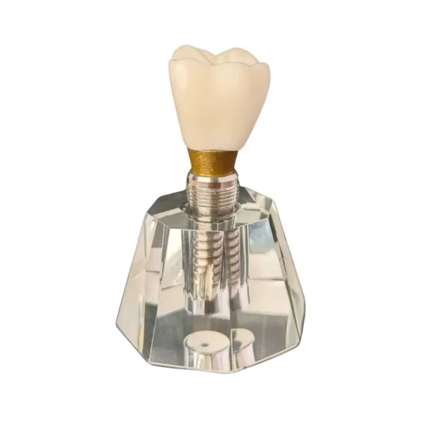 Evodent Three Part Implant Model with Clear Base