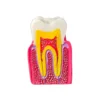 Evodent Tooth Decay Cross Section Comparison