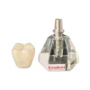 Evodent Two Part Implant Model With Clear Base