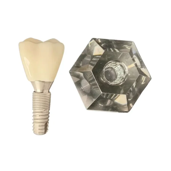 Evodent Two Part Implant Model With Clear Base