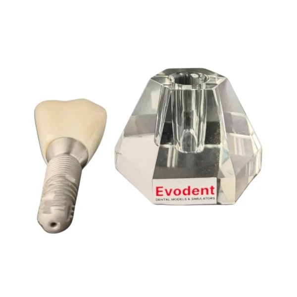 Evodent Two Part Implant Model With Clear Base