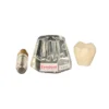 Evodent Two Part Implant Model With Clear Base