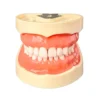 Evodent Typodent Jawset With Articulator And Screw Type Teeth