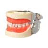 Evodent Typodent Jawset With Articulator And Screw Type Teeth