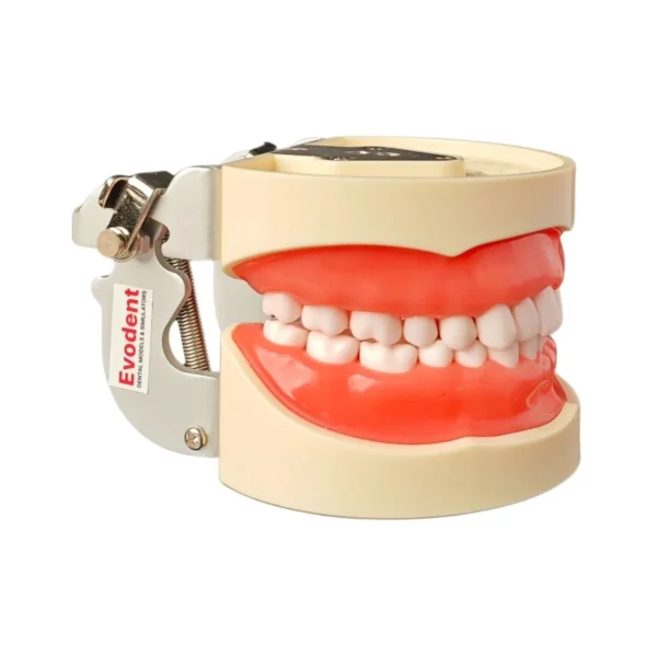 Evodent Typodent Jawset with Articulator and Screw Type Teeth