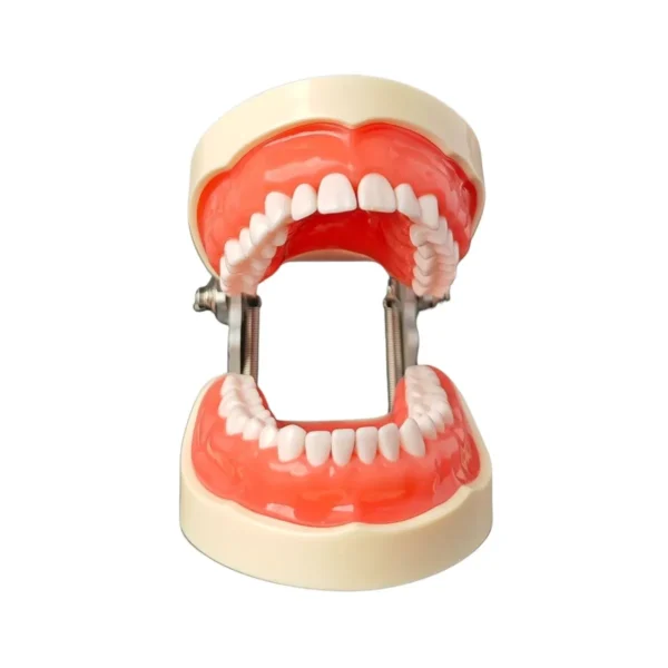 Evodent Typodent Jawset with Articulator and Screw Type Teeth