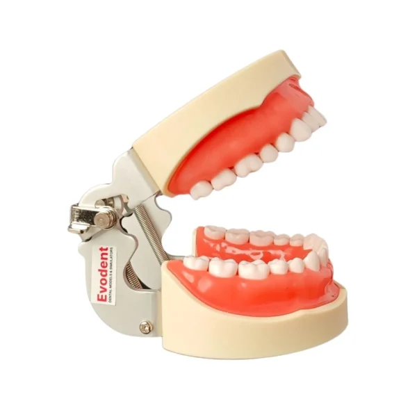 Evodent Typodent Jawset with Articulator and Screw Type Teeth
