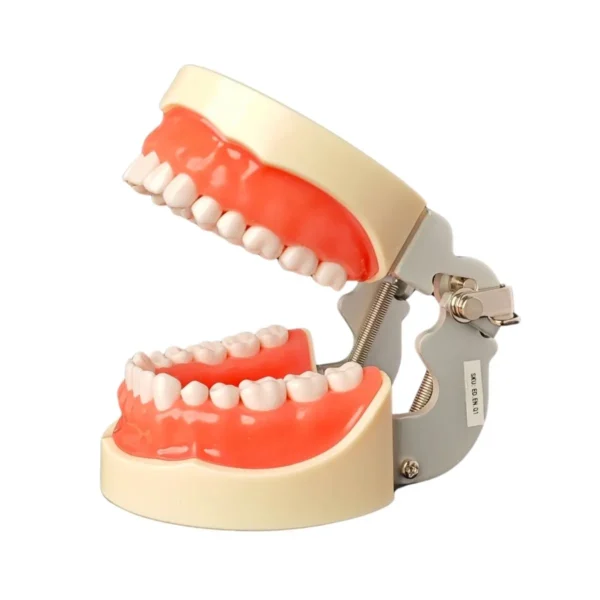 Evodent Typodent Jawset with Articulator and Screw Type Teeth