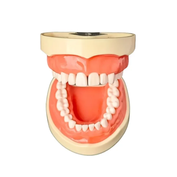 Evodent Typodent Jawset with Articulator and Screw Type Teeth