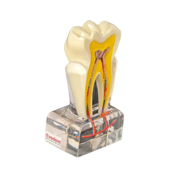 Evodent Tooth Morphology Cross Section with Nerve Supply