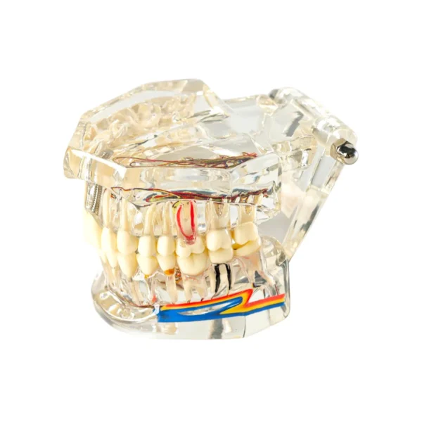 Evodent All in One with Nerve Supply, Clear