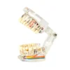 Evodent All In One With Nerve Supply, Clear