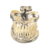 Evodent Deciduous Teeth Model, Clear