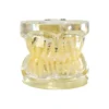 Evodent Deciduous Teeth Model, Clear