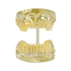 Evodent Deciduous Teeth Model, Clear