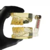 Evodent Deciduous Teeth Model, Clear