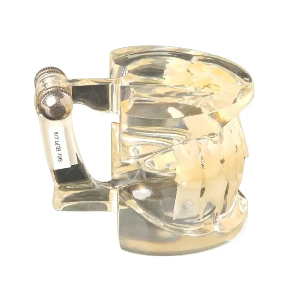 Evodent Deciduous Teeth Model, Clear