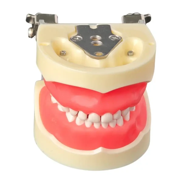 Evodent Deciduous Model with Articulator