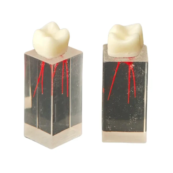 Evodent Dental Canal for Root Canal Training