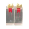 Evodent Dental Canal For Root Canal Training