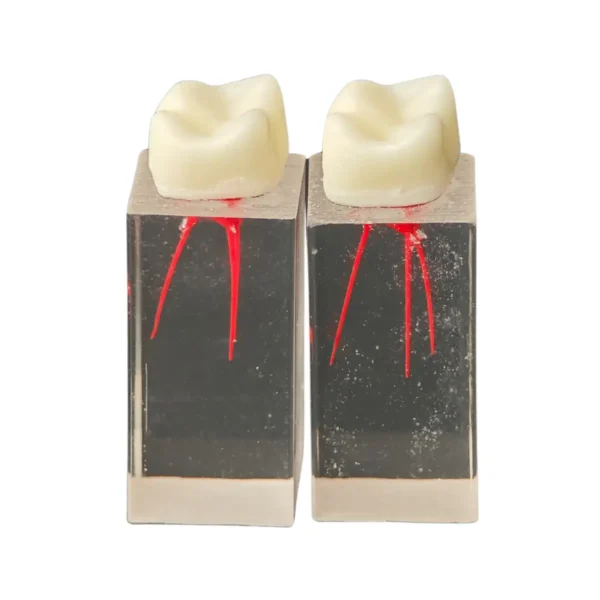 Evodent Dental Canal for Root Canal Training