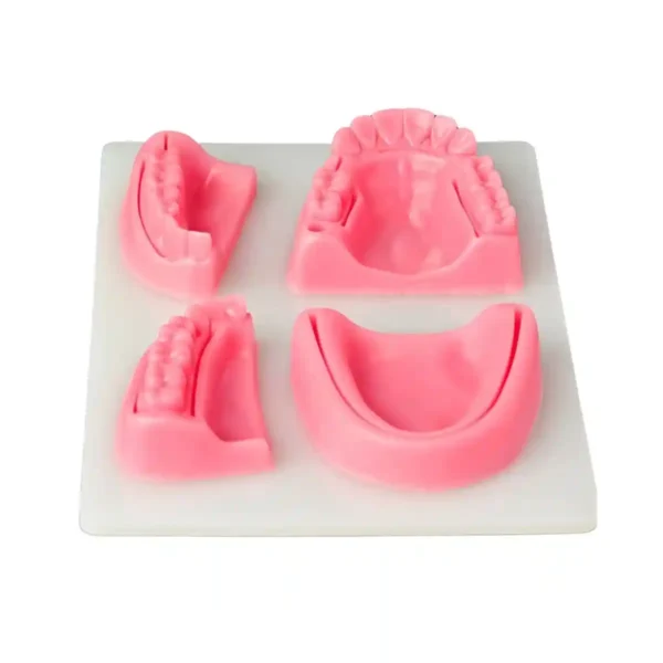 Evodent Dental Model For Suture Practice