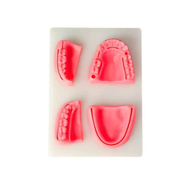 Evodent Dental Model For Suture Practice